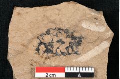 Foto (Detailansicht) von Sequoia hardtii Endl. (NHMW-GEO-2024-0188-8241)